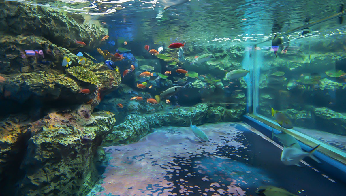 新潟市水族館マリンピア日本海
